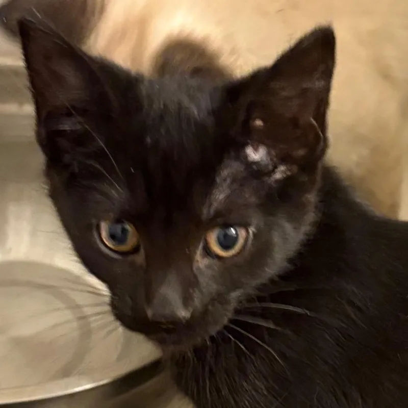 A baby small-sized female Black Domestic Short Hair cat named Anna for adoption in Coralville, IA