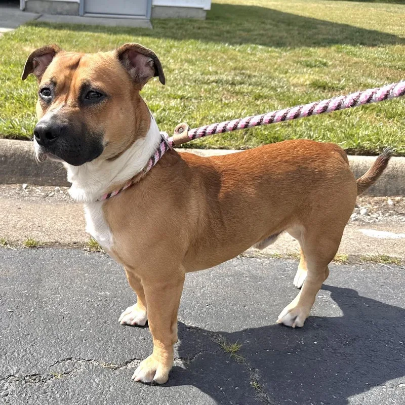 An adult medium-sized male Brown / Chocolate Corgi dog named Spike Wilder for adoption in Chesapeake, VA