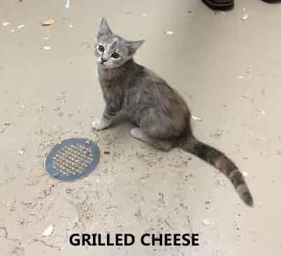 A baby medium-sized female Dilute Tortoiseshell Domestic Short Hair cat named Grilled Cheese for adoption in Washington, GA