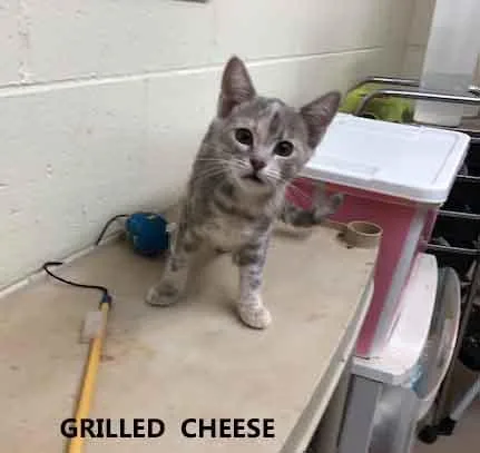 Grilled Cheese thumbnail 2