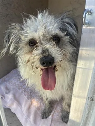 A young medium-sized male Terrier dog named Rocky for adoption in Salinas, CA