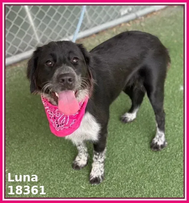 A young medium-sized female Black Retriever dog named Luna for adoption in Marietta, GA
