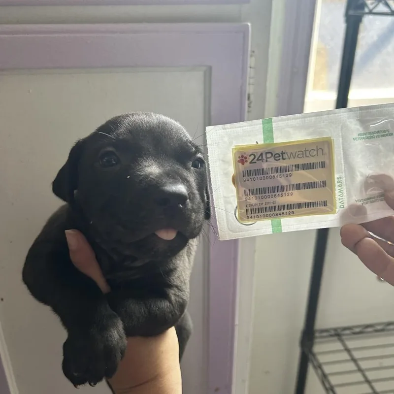 A baby medium-sized male Black Pit Bull Terrier dog named Blue Boy for adoption in Northbrook, IL