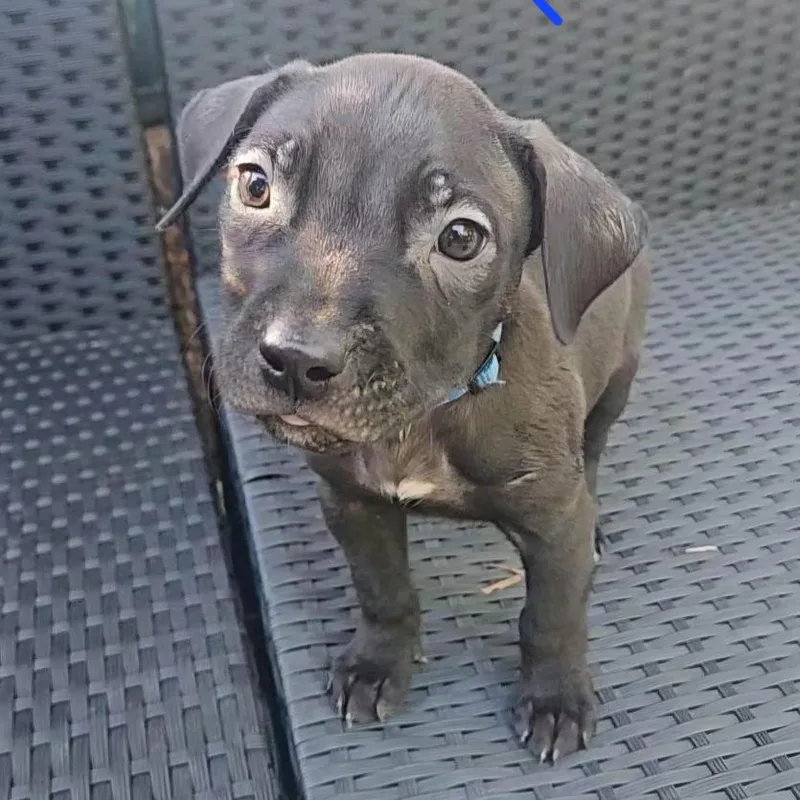 Blue Boy thumbnail 4