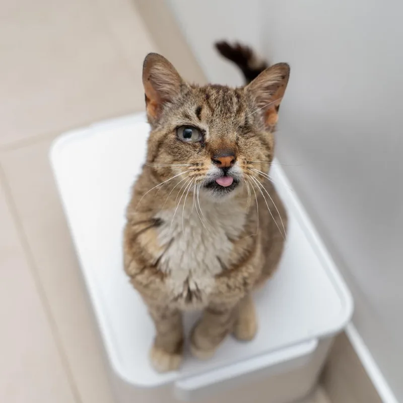 An adult small-sized female Brown / Chocolate Domestic Short Hair cat named Winchester for adoption in New York, NY