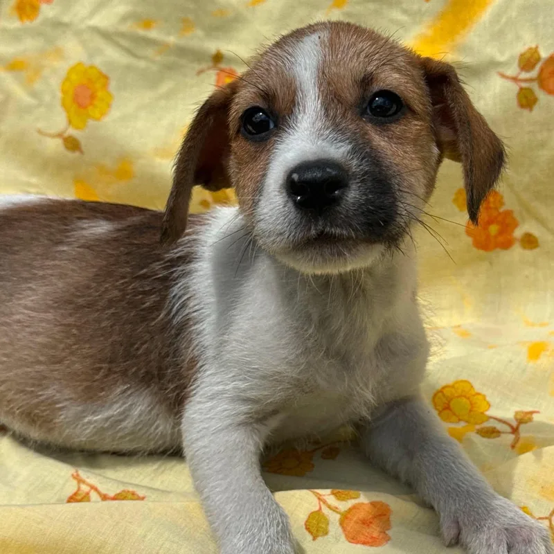 A young small-sized female White / Cream Shih Tzu dog named Georgia for adoption in Tylertown, MS
