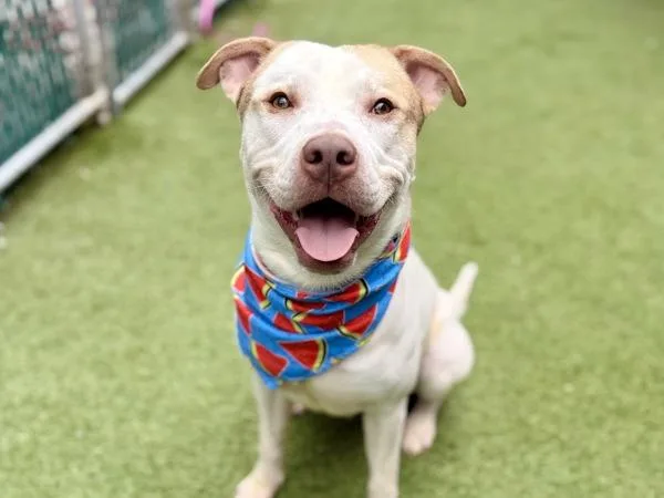 An adult medium-sized male Mixed Breed dog named Lowkey Mischief for adoption in New York, NY