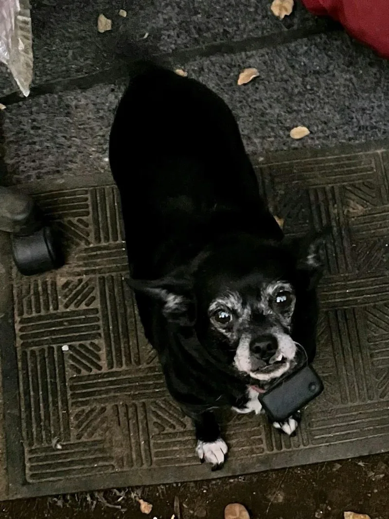 A senior small-sized male Black Chihuahua dog named Nero for adoption in Monrovia , CA