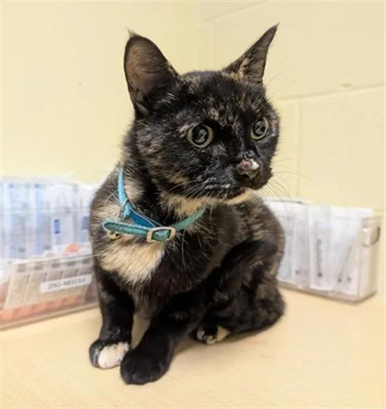 An adult small-sized female Domestic Short Hair cat named Baby Jess for adoption in Sacramento, CA