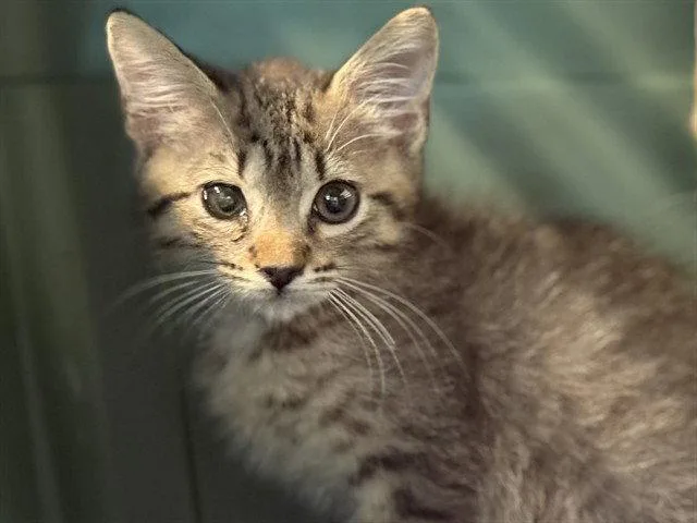 A baby small-sized male Brown / Chocolate Domestic Short Hair cat named Harry for adoption in Tavares, FL