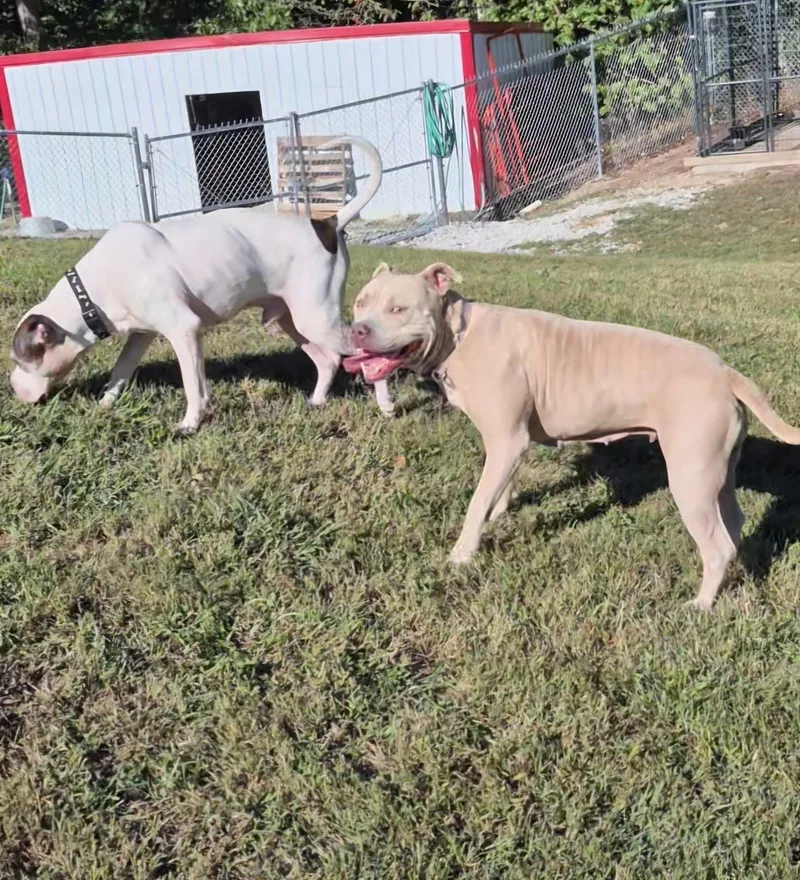 An adult medium-sized male Terrier dog named Spike for adoption in Stanton, KY