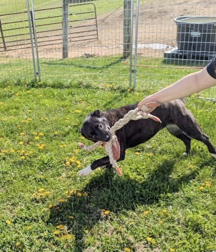 A young medium-sized female American Bulldog dog named Isabelle for adoption in Westminster, MD
