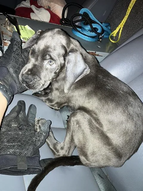 A baby large-sized male Mixed Breed dog named Charlie for adoption in Dallas, TX