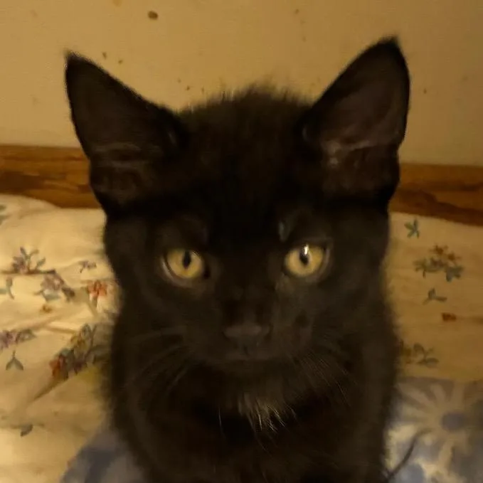 A baby small-sized male Black Domestic Short Hair cat named Bear for adoption in Carmel, IN