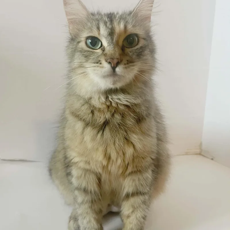 An adult medium-sized female Domestic Medium Hair cat named Shaka for adoption in Eugene, OR