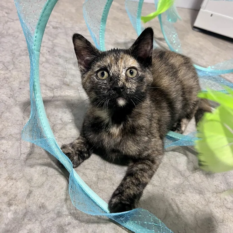 A baby small-sized female Tortoiseshell Domestic Short Hair cat named Mabel for adoption in Overland Park, KS