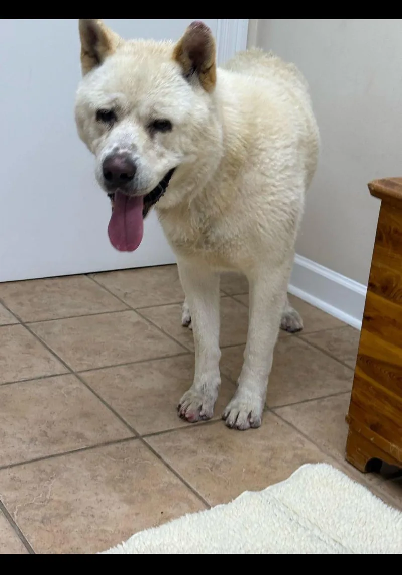 An adult large-sized male White / Cream Akita dog named Joe Urgent for adoption in New Orleans, LA