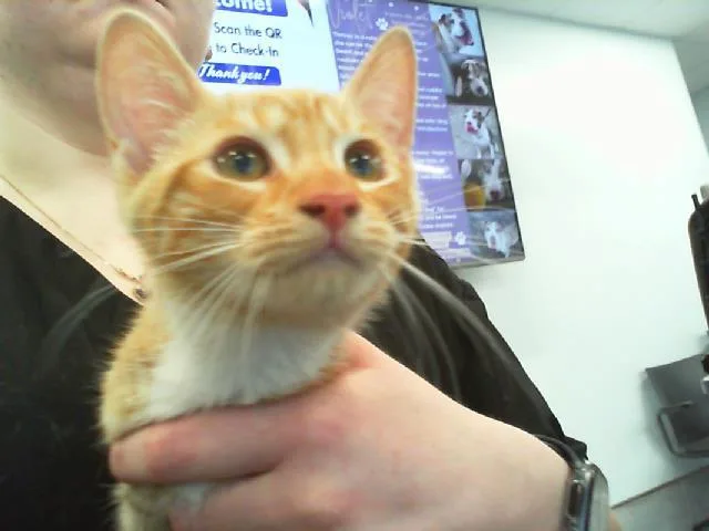 A baby small-sized male Domestic Short Hair cat named Oregano for adoption in Charlotte, NC