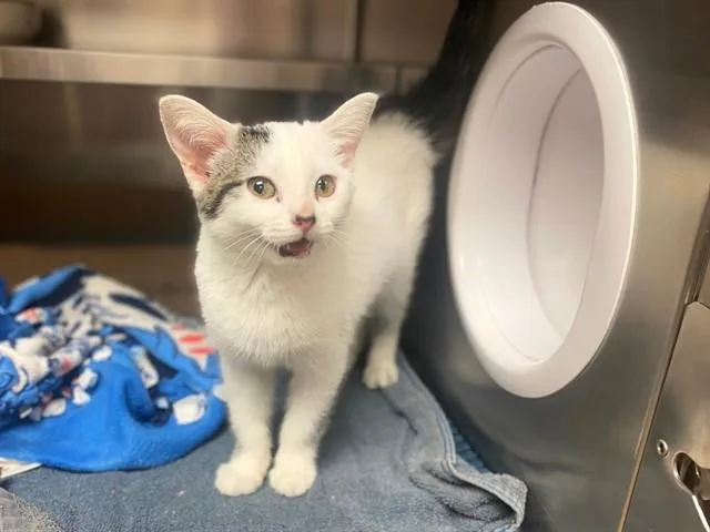 A baby small-sized female Domestic Short Hair cat named Cora for adoption in Fort Wayne, IN