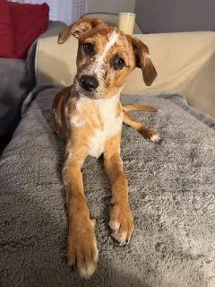 A baby medium-sized female Golden Mixed Breed dog named Mable for adoption in Schaumburg, IL