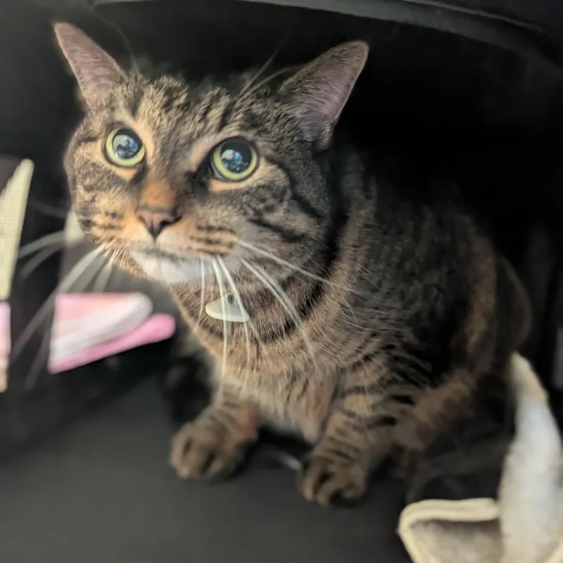 An adult large-sized female Brown / Chocolate Domestic Short Hair cat named Gem for adoption in Grand Rapids, MI