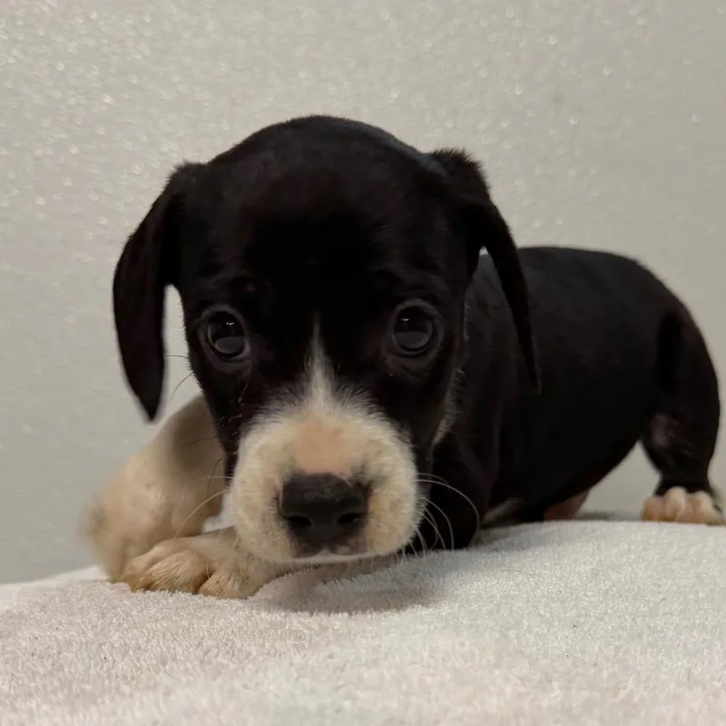 A baby medium-sized male Black Cavalier King Charles Spaniel dog named Neil for adoption in West Chester, PA