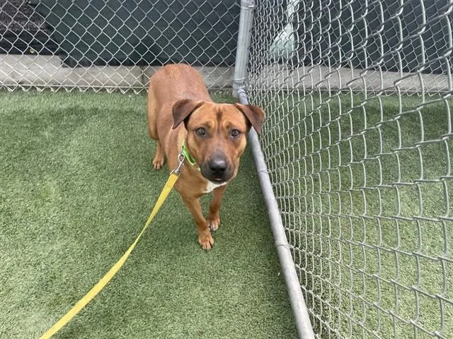 An adult large-sized female Rhodesian Ridgeback dog named Penny for adoption in Tucson, AZ