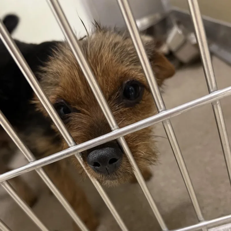 A baby small-sized female Black Mixed Breed dog named Yvonne for adoption in Pekin, IL