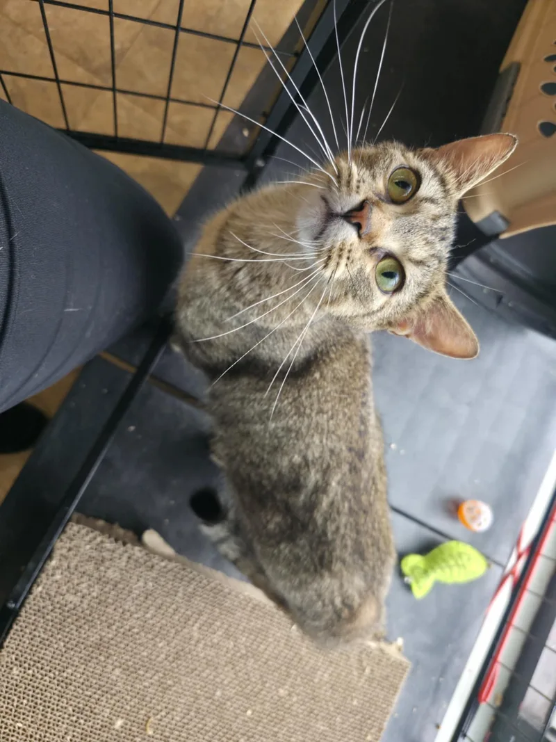 A young medium-sized female Domestic Short Hair cat named Terra for adoption in Cowlesville, NY