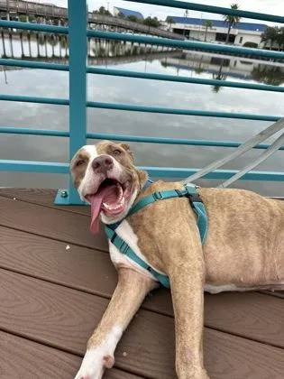An adult large-sized male American Staffordshire Terrier dog named Blackjack for adoption in Daytona Beach, FL