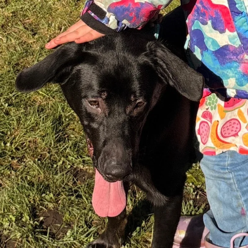 A young large-sized male Black Labrador Retriever dog named Shadow for adoption in Tacoma, WA
