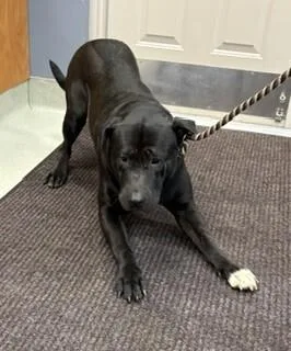 An adult medium-sized male Black Labrador Retriever dog named Louie for adoption in Maryville, TN