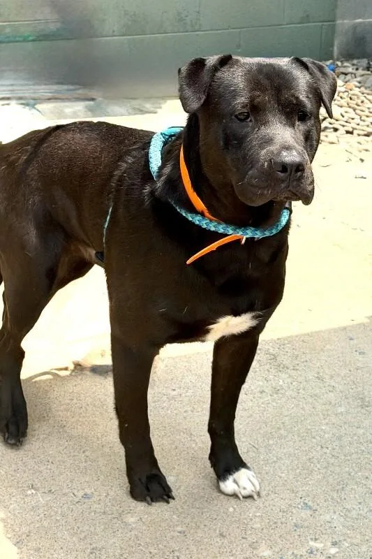 Louie thumbnail 2