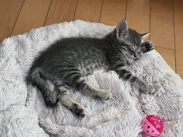 A baby small-sized female Domestic Short Hair cat named Winnie for adoption in Bonsall, CA