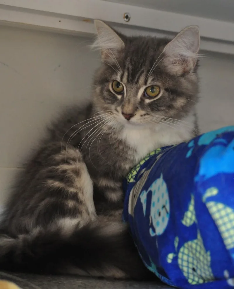 A young small-sized female Domestic Medium Hair cat named Maddie for adoption in Indiana, PA