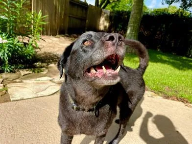 An adult large-sized male Black Labrador Retriever dog named Coffee for adoption in Liverpool, TX