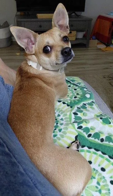 Dolly