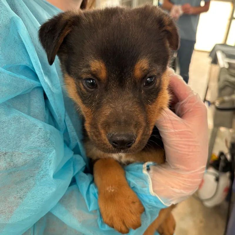 A baby medium-sized male Black Rottweiler dog named Duke for adoption in Taos, NM