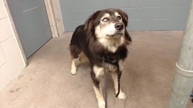 Nala
