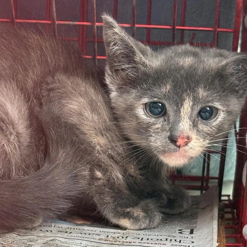 A baby small-sized female Torbie Domestic Short Hair cat named Piper for adoption in Pacific Palisades, CA