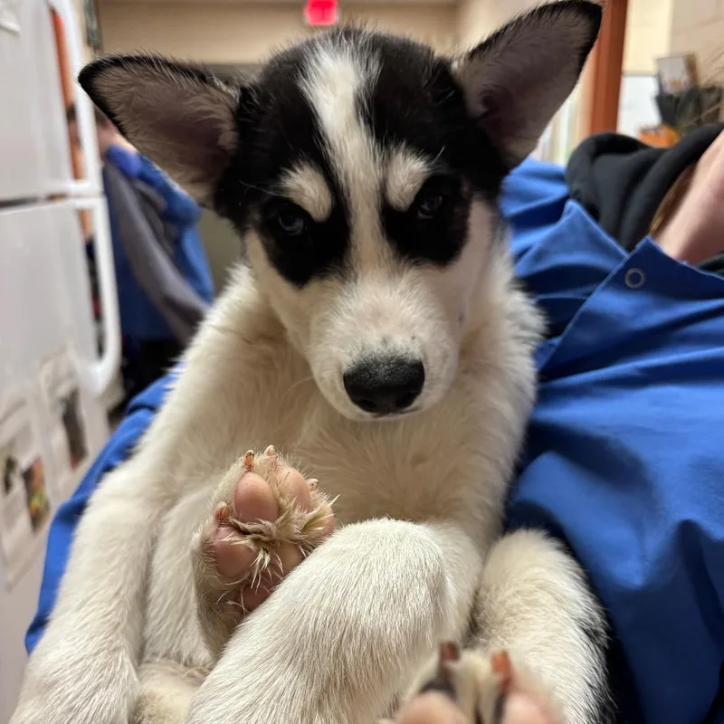 A baby small-sized male Black Husky dog named Milo for adoption in Springfield, MA