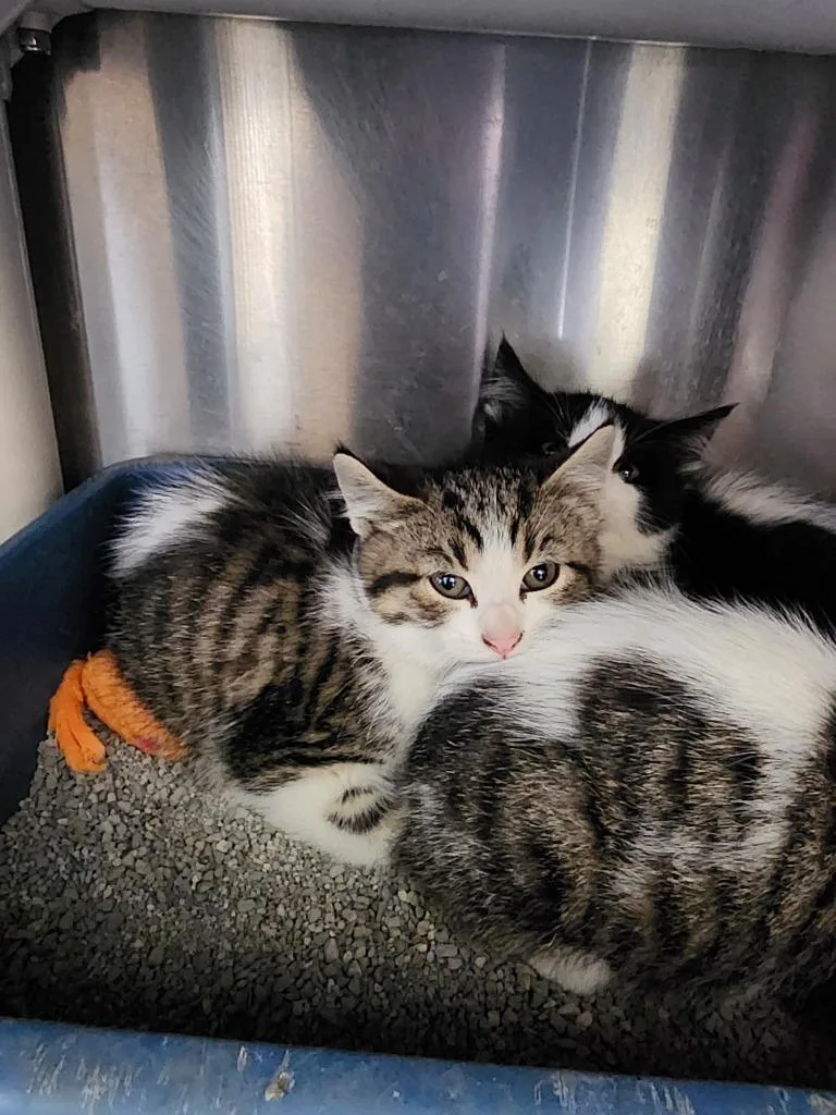 A baby medium-sized female Domestic Short Hair cat named Lightning for adoption in Virginia, MN