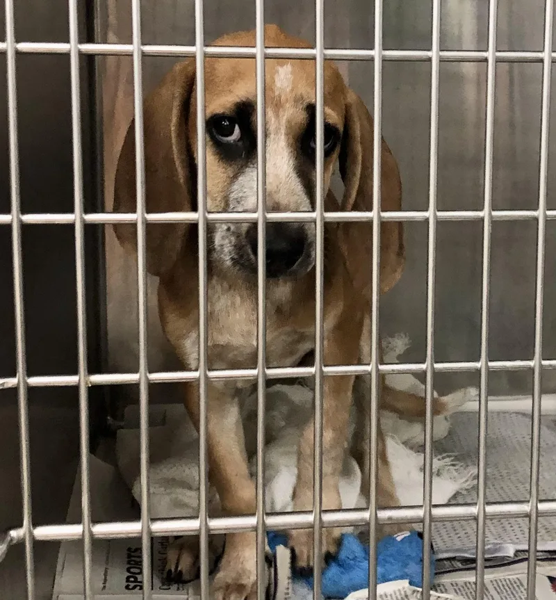 A baby medium-sized female White / Cream Hound dog named Maggie for adoption in Parma, OH
