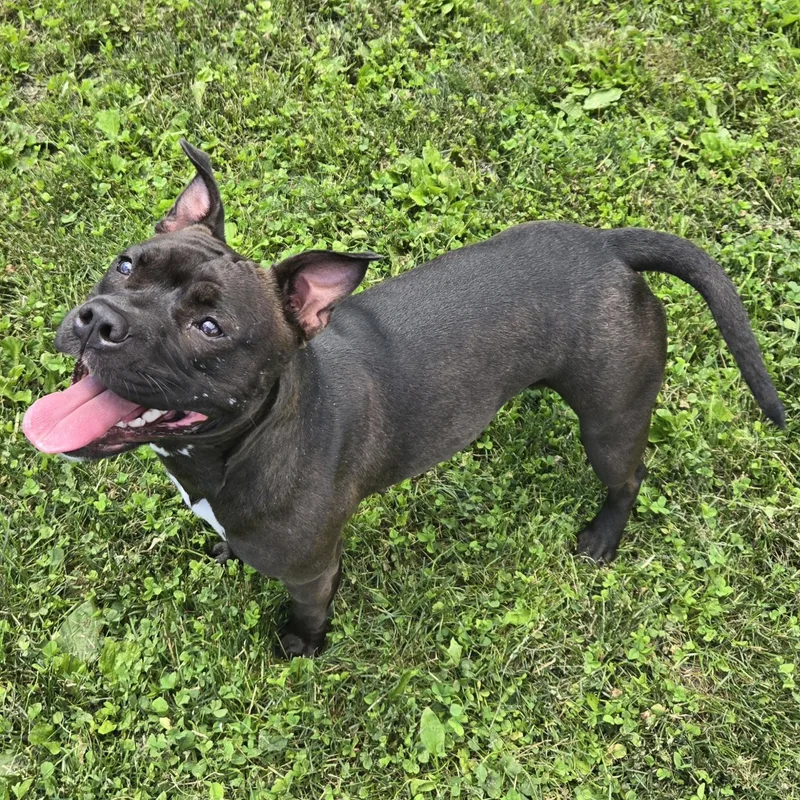 An adult medium-sized female Black Pit Bull Terrier dog named Bo Peep for adoption in Xenia , OH
