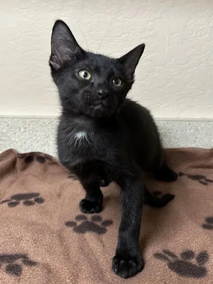 A young small-sized male Domestic Short Hair cat named Derek for adoption in Phoenix, AZ
