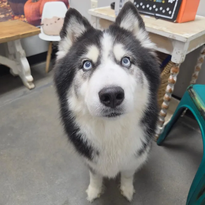 An adult medium-sized female Siberian Husky dog named Flora for adoption in Normal, IL