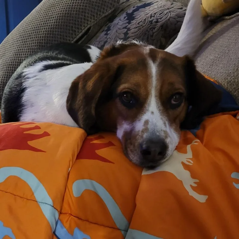 An adult medium-sized male Brown / Chocolate Beagle dog named Winston for adoption in Melbourne, KY