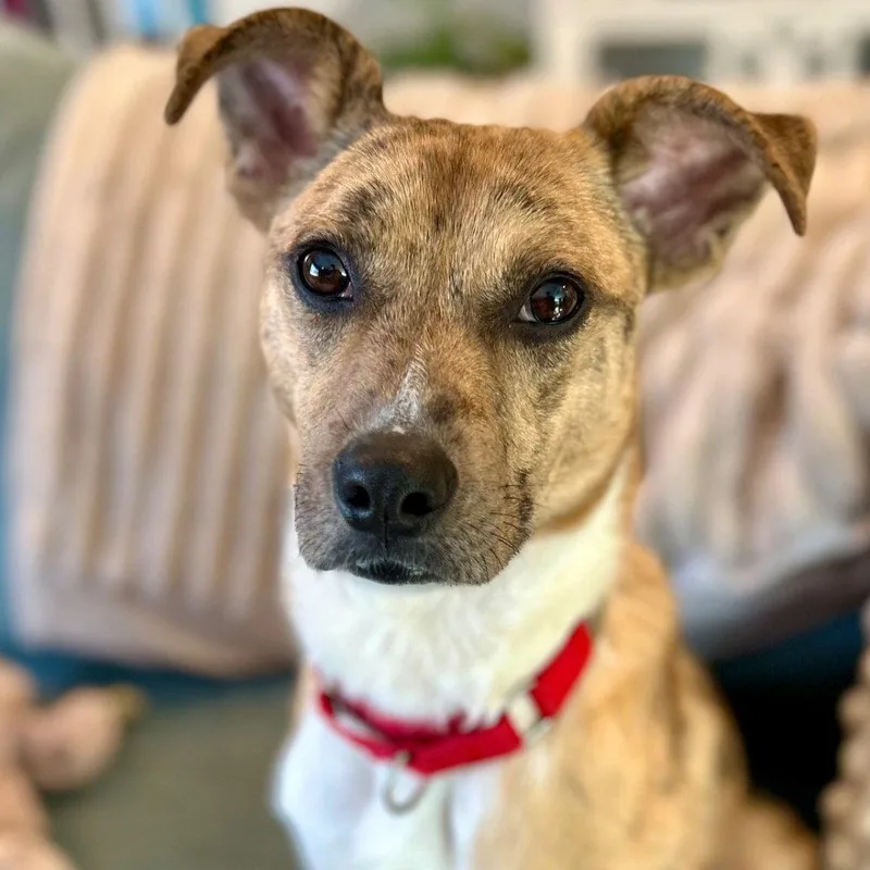 An adult medium-sized male Terrier dog named Benny for adoption in Bloomfield, CT