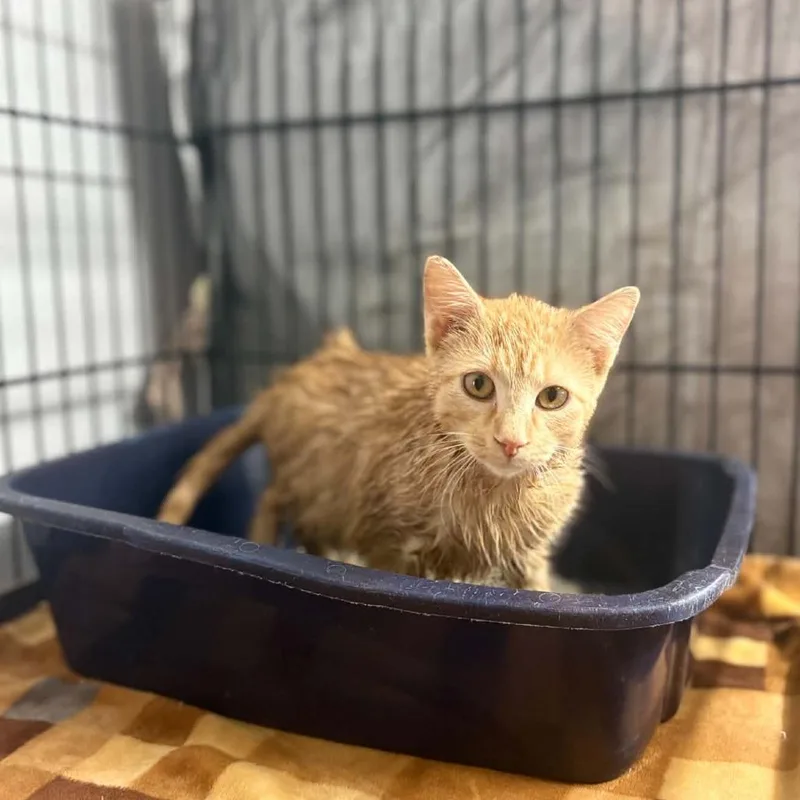 A baby small-sized male Orange / Red Domestic Short Hair cat named Cheese for adoption in Stephenville, TX