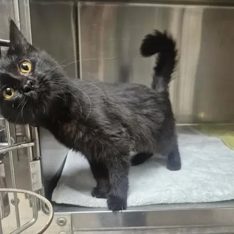 A young medium-sized female Black Domestic Medium Hair cat named Barb for adoption in Bluffton, IN